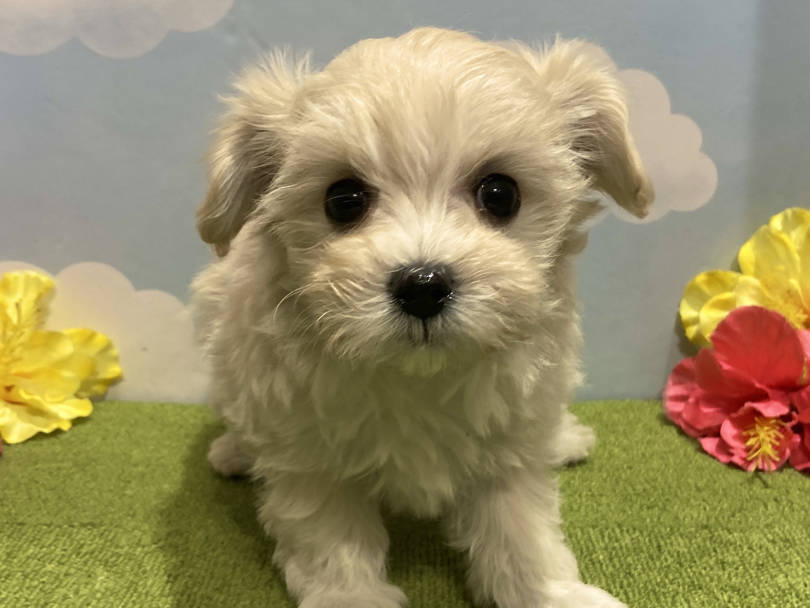 わんちゃんを探す｜DOG STAGE｜広中ケンネル｜ペットショップ