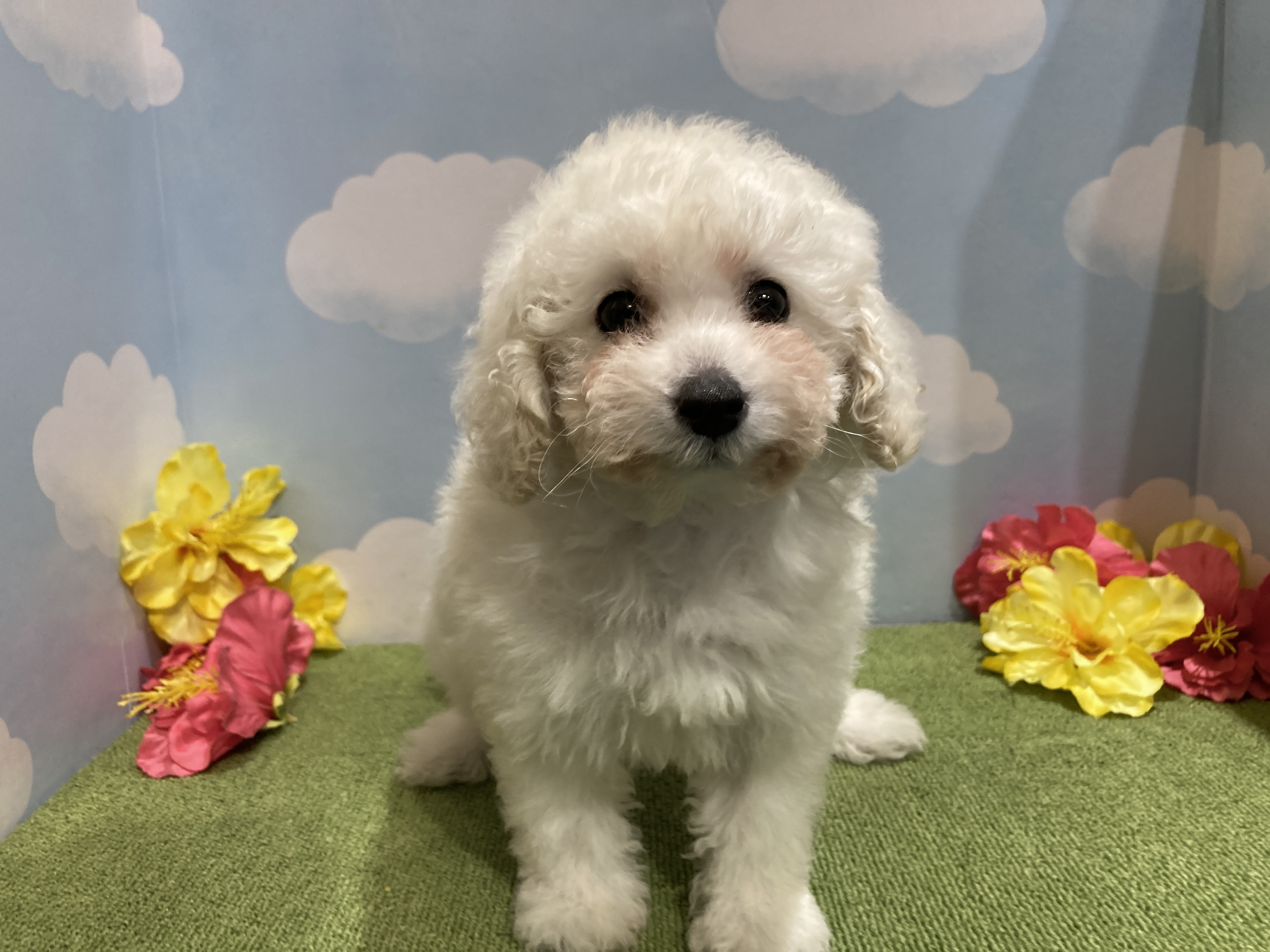 わんちゃんページ わんちゃんを探す｜DOG STAGE｜広中ケンネル｜ペットショップ