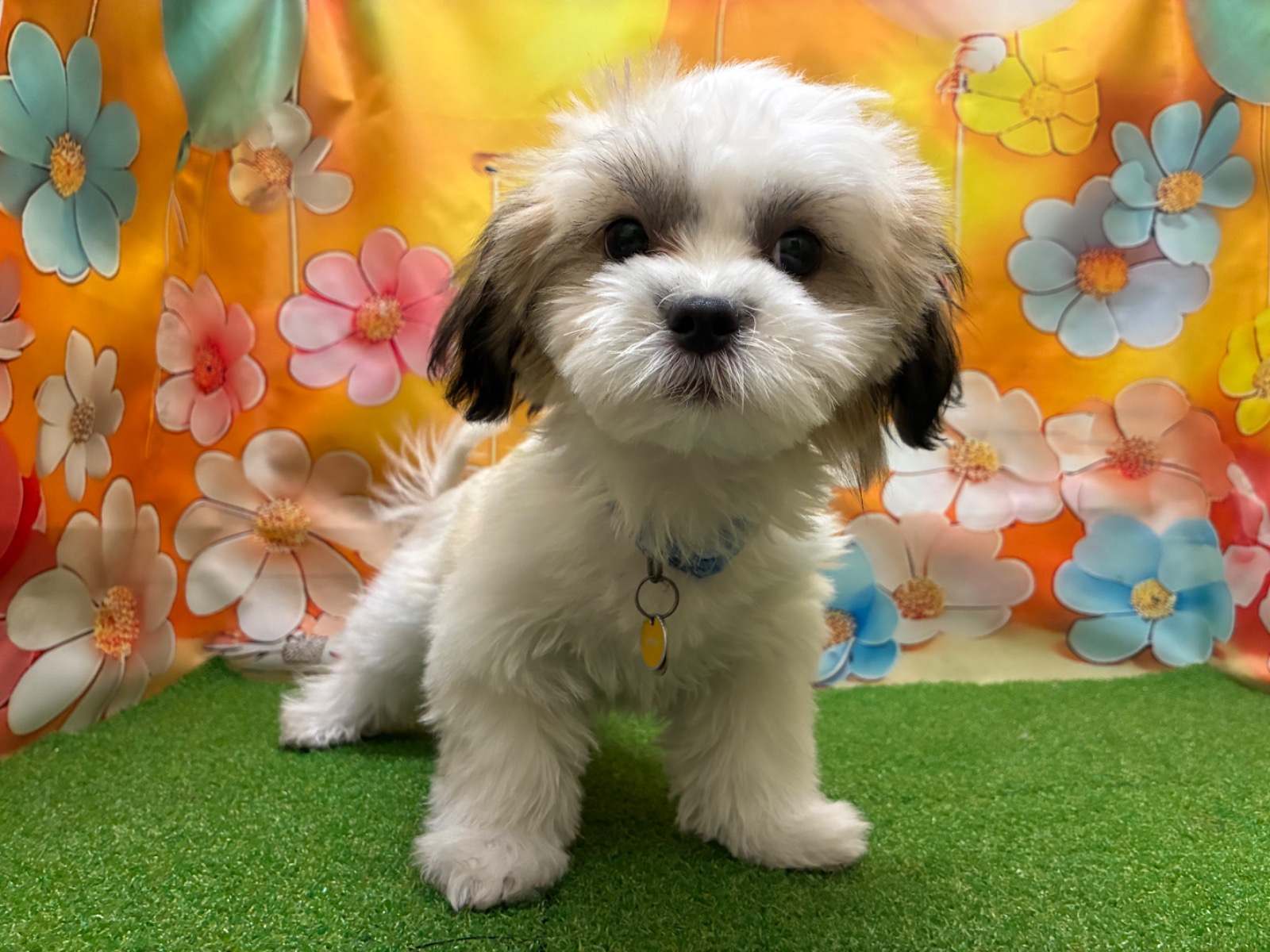 わんちゃんを探す｜DOG STAGE｜広中ケンネル｜ペットショップ