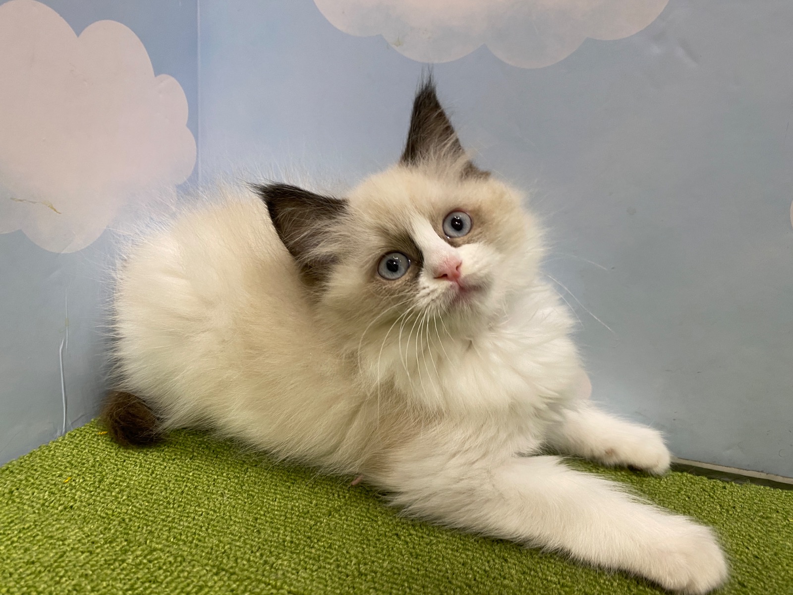 ねこちゃんを探す｜DOG STAGE｜広中ケンネル｜ペットショップ