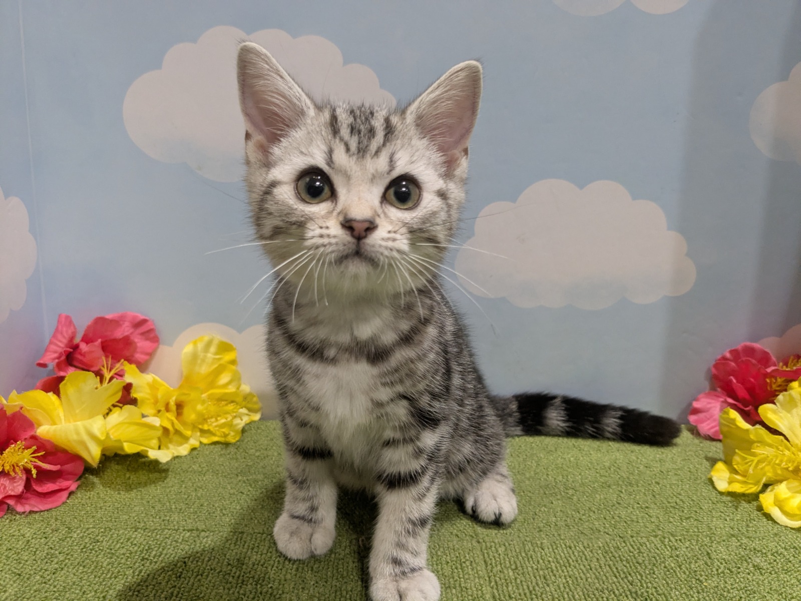 ねこちゃんを探す｜DOG STAGE｜広中ケンネル｜ペットショップ