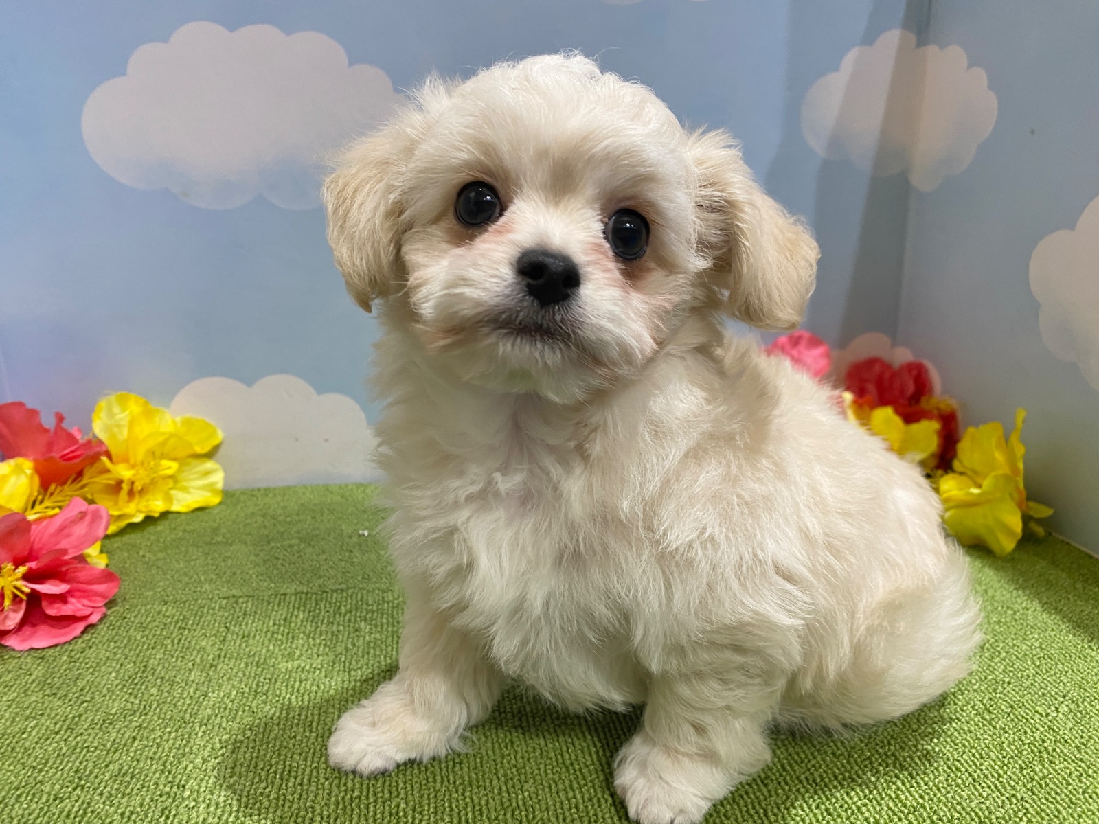 わんちゃんを探す｜DOG STAGE｜広中ケンネル｜ペットショップ