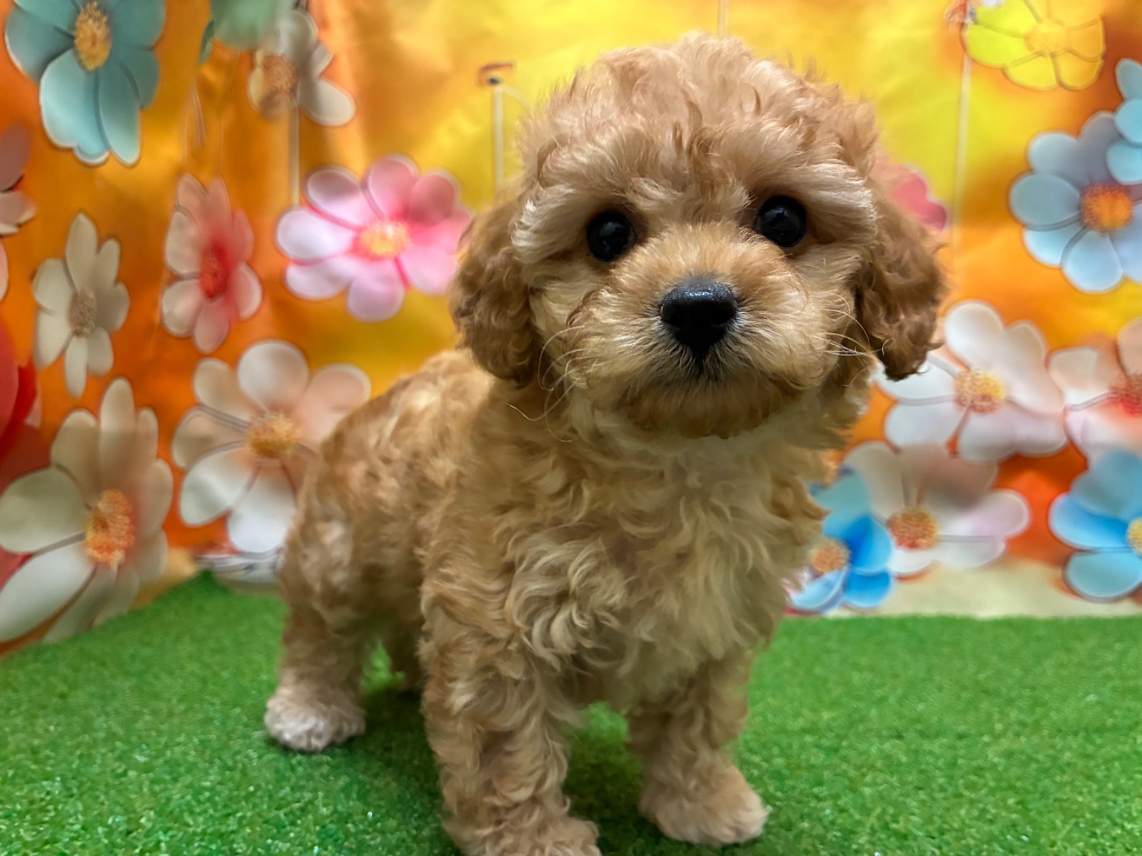 わんちゃんを探す｜DOG STAGE｜広中ケンネル｜ペットショップ