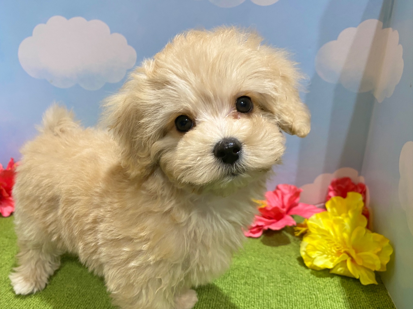 わんちゃんを探す｜DOG STAGE｜広中ケンネル｜ペットショップ