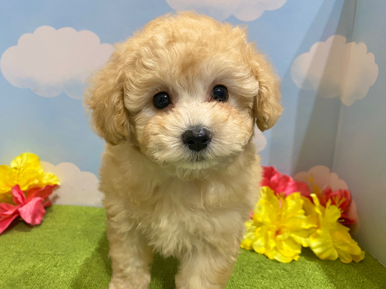 わんちゃんを探す｜DOG STAGE｜広中ケンネル｜ペットショップ