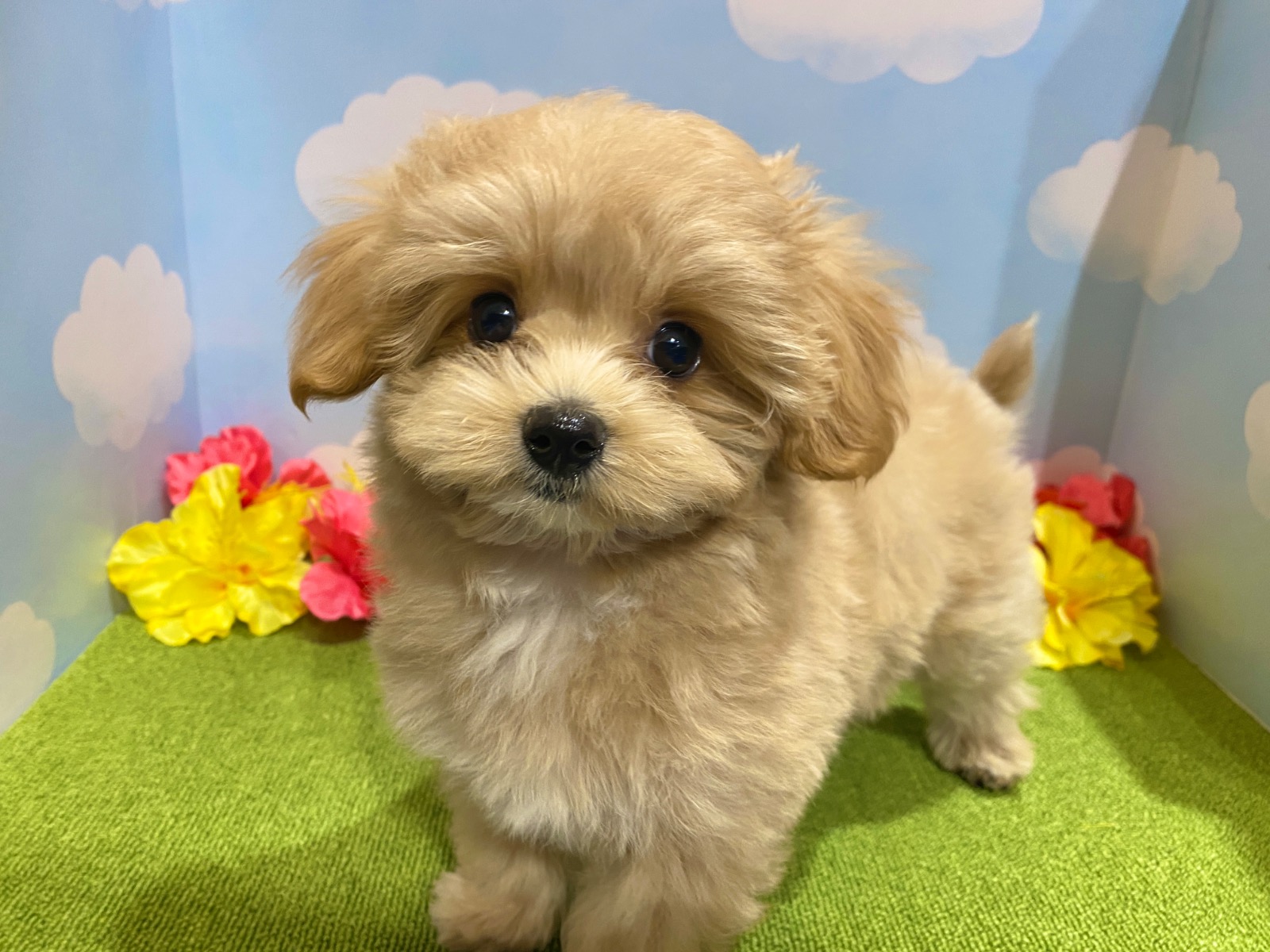 わんちゃんを探す｜DOG STAGE｜広中ケンネル｜ペットショップ