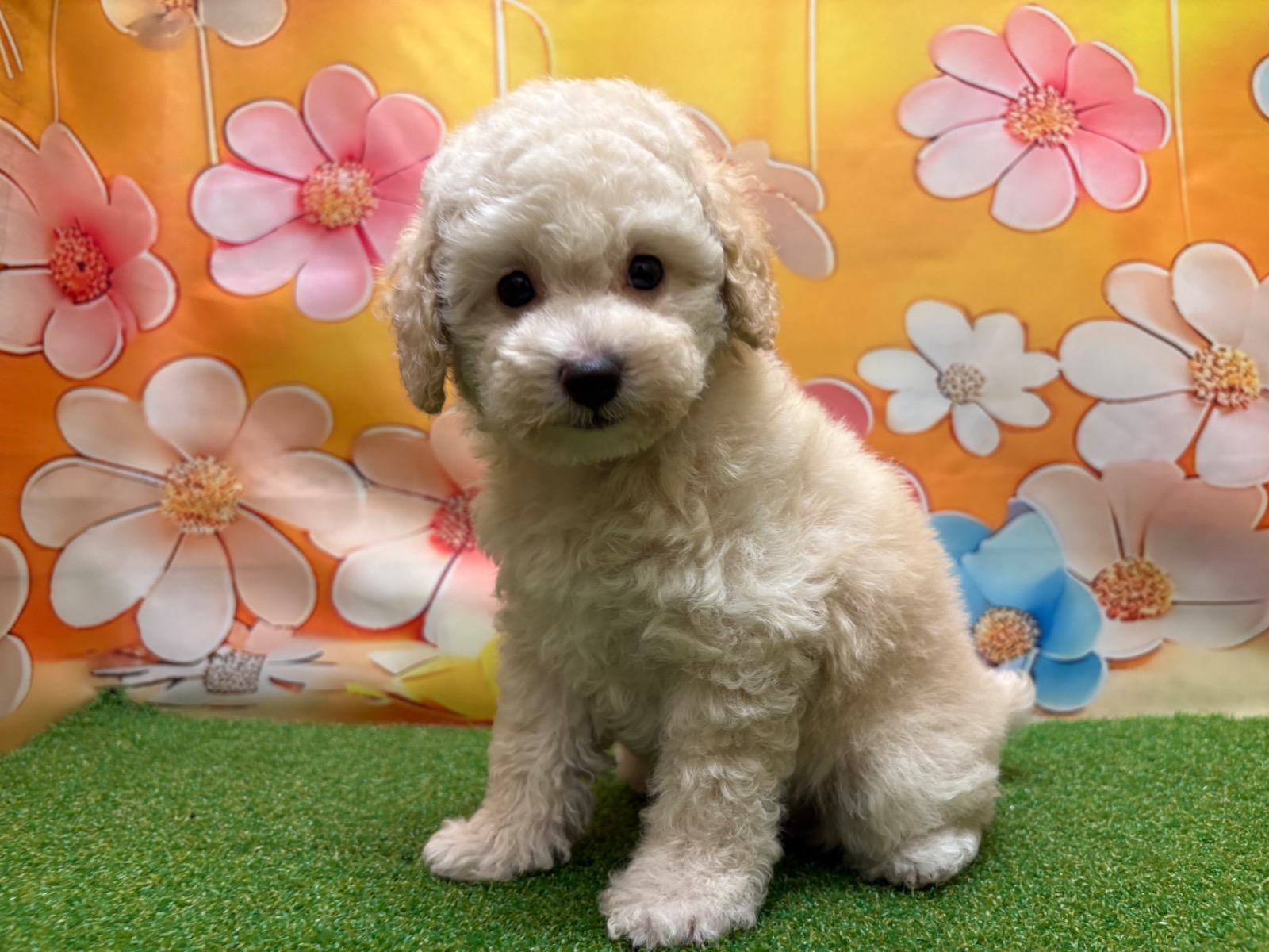 わんちゃんを探す｜DOG STAGE｜広中ケンネル｜ペットショップ