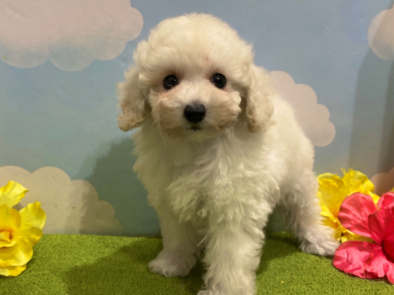 わんちゃんを探す｜DOG STAGE｜広中ケンネル｜ペットショップ