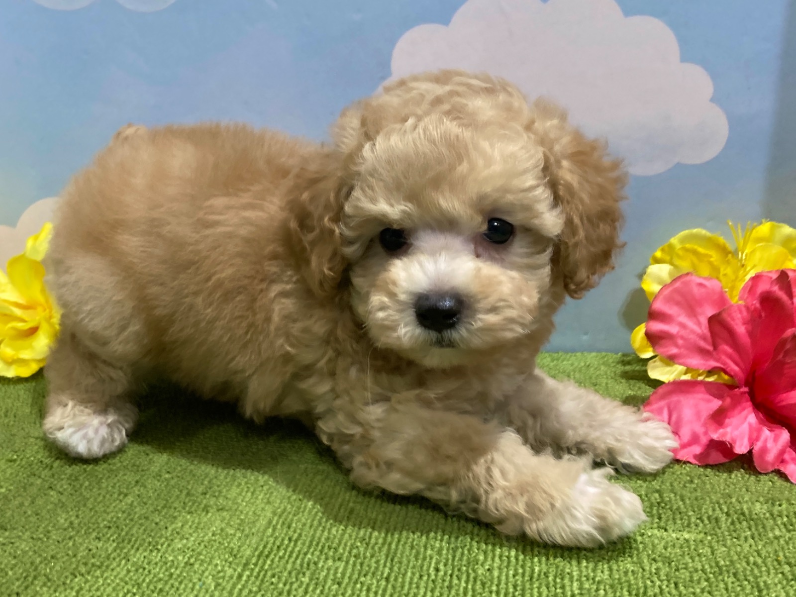 わんちゃんを探す｜DOG STAGE｜広中ケンネル｜ペットショップ