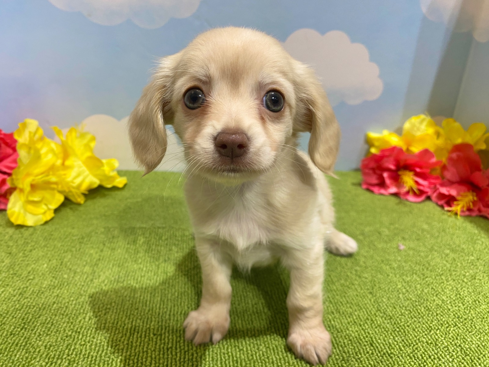 わんちゃんを探す｜DOG STAGE｜広中ケンネル｜ペットショップ