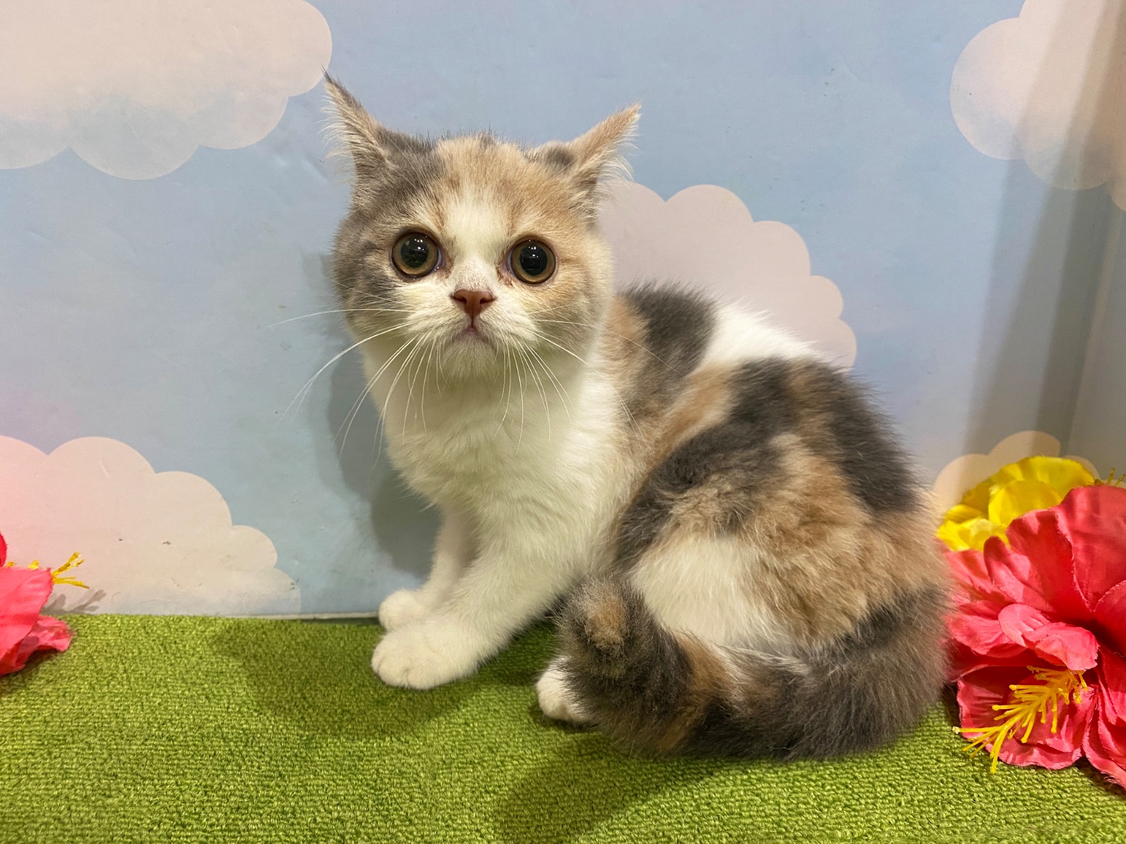 ねこちゃんを探す｜DOG STAGE｜広中ケンネル｜ペットショップ